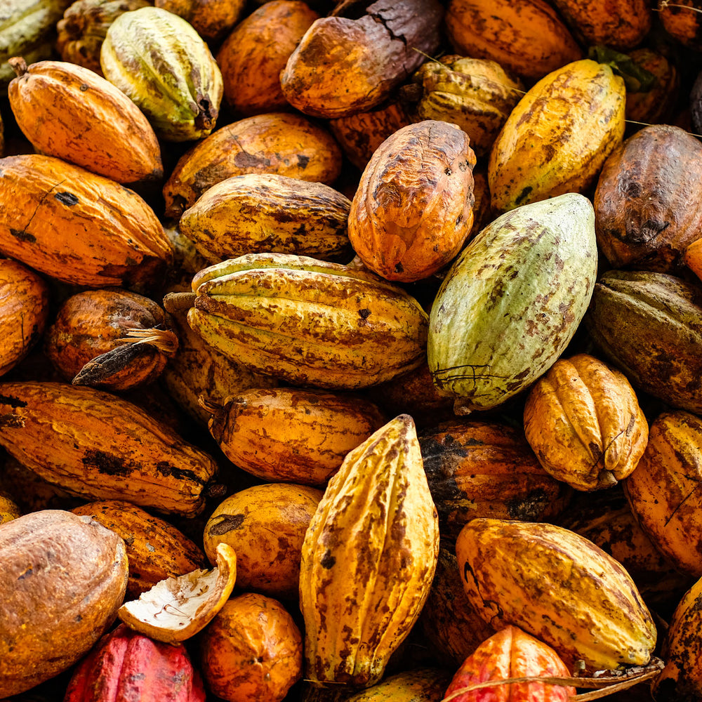 Choco Harvest