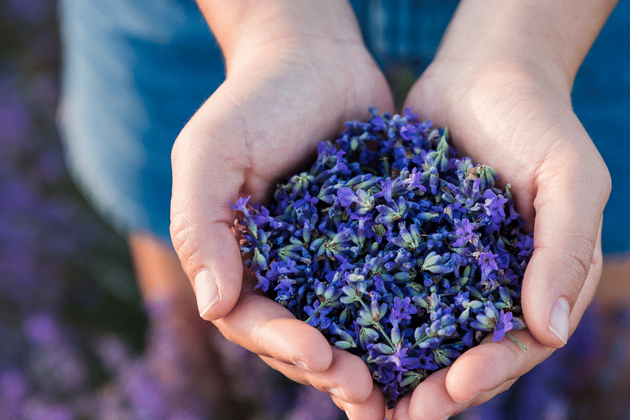 culinary lavender