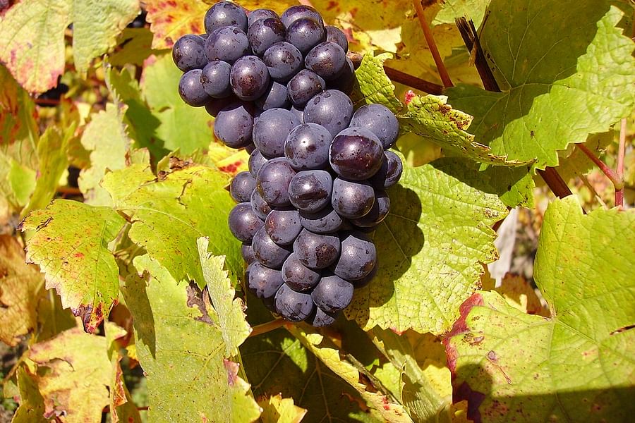 Pinot Noir