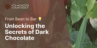 Unlocking the Secrets of Dark Chocolate - From Bean to Bar 💡
