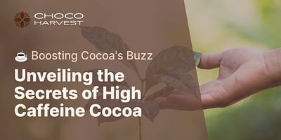 Unveiling the Secrets of High Caffeine Cocoa - ☕ Boosting Cocoa's Buzz