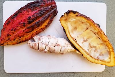 How is Chocolate Produced?